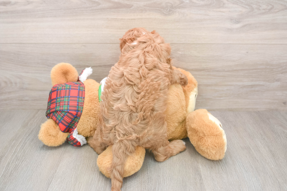 Adorable Cavalier King Charles Spaniel and Poodle Mix Poodle Mix Puppy