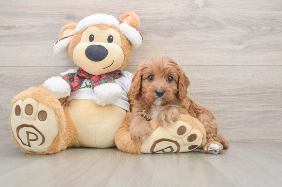 5 week old Cavapoo Puppy For Sale - Simply Southern Pups