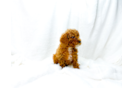 Cute Cavadoodle Poodle Mix Puppy