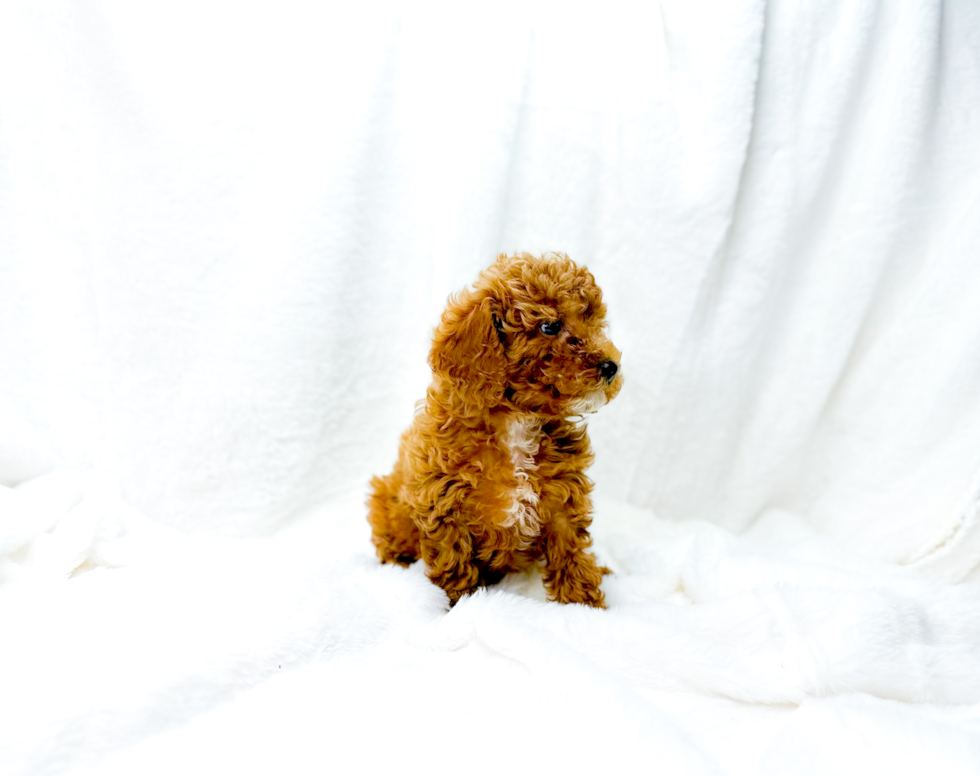 Cute Cavadoodle Poodle Mix Puppy