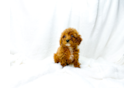 Best Cavapoo Baby