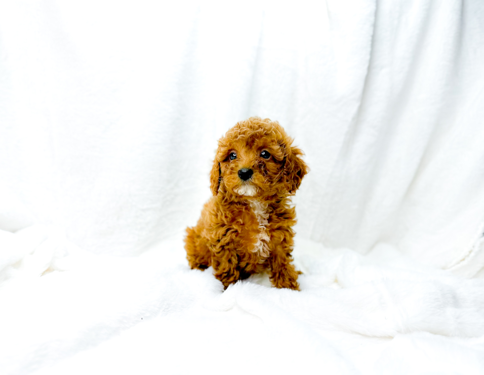 Best Cavapoo Baby