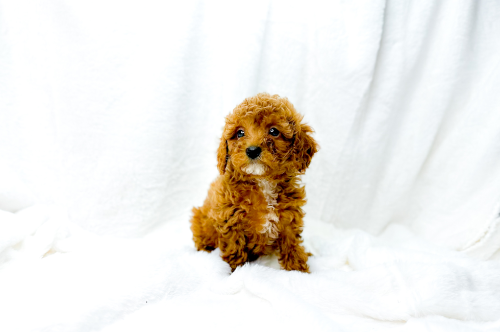 7 week old Cavapoo Puppy For Sale - Simply Southern Pups