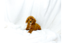 Cavapoo Pup Being Cute