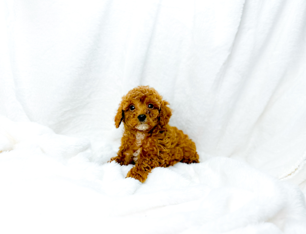 Cavapoo Pup Being Cute