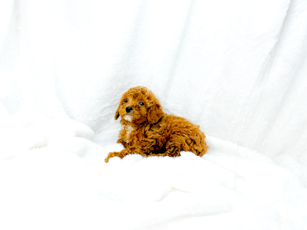 Best Cavapoo Baby