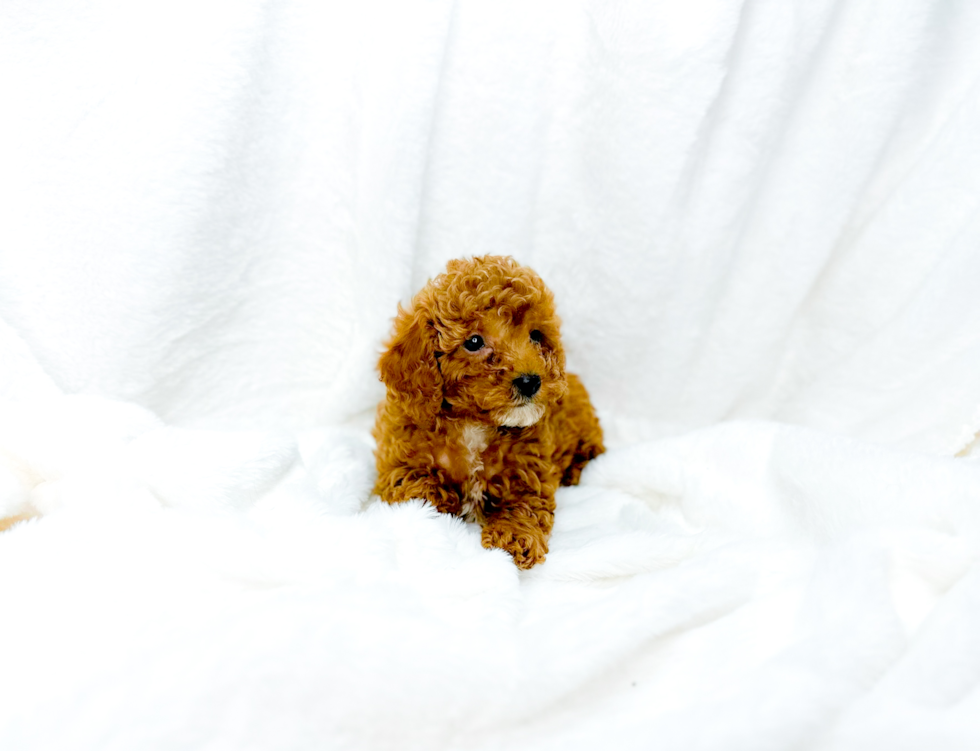 Cute Cavapoo Poodle Mix Pup