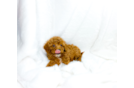 Cavapoo Puppy for Adoption