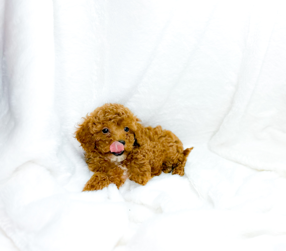 Cavapoo Puppy for Adoption