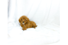 Best Cavapoo Baby