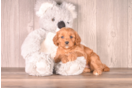 Cute Cavapoo Poodle Mix Pup