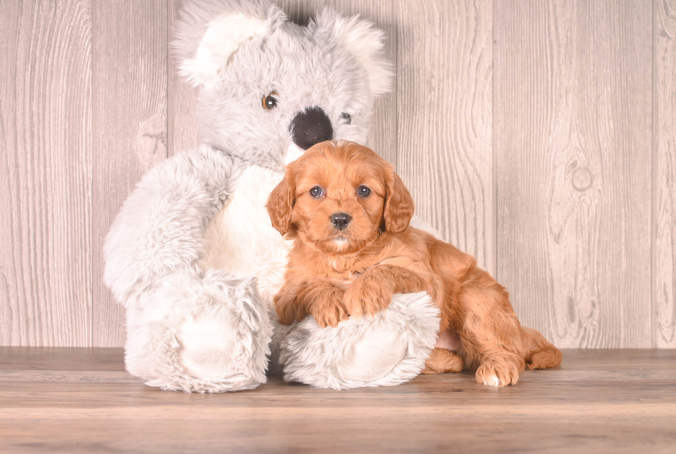 Cute Cavapoo Poodle Mix Pup