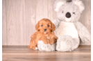 Cute Cavapoo Poodle Mix Pup