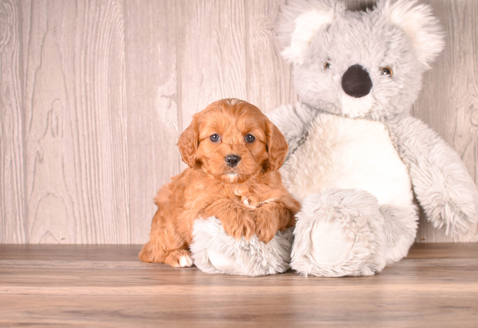 Cute Cavapoo Poodle Mix Pup