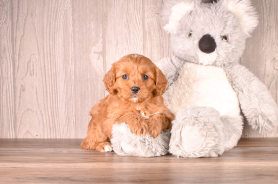 Cute Cavapoo Poodle Mix Pup