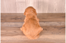 Cute Cavadoodle Poodle Mix Puppy