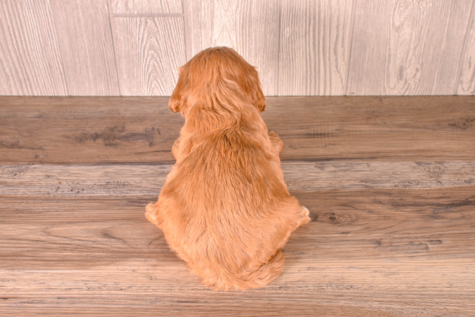 Cute Cavadoodle Poodle Mix Puppy