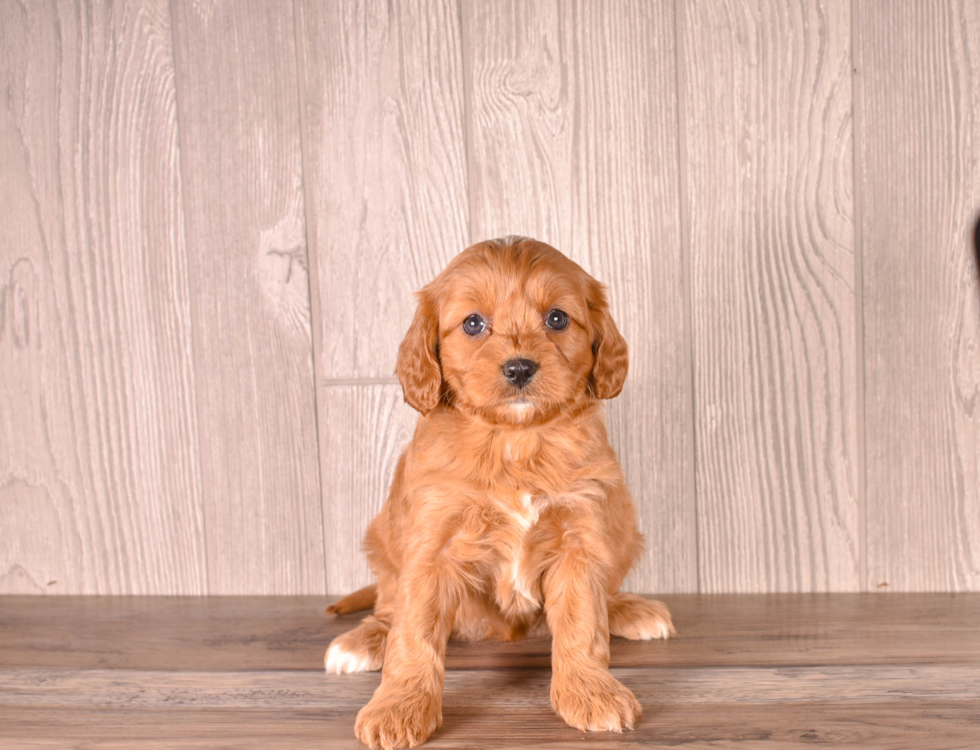 Cute Cavalier King Charles Spaniel and Poodle Mix Poodle Mix Puppy