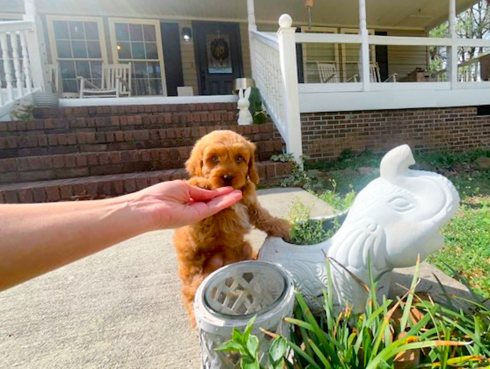 Cavapoo Pup Being Cute