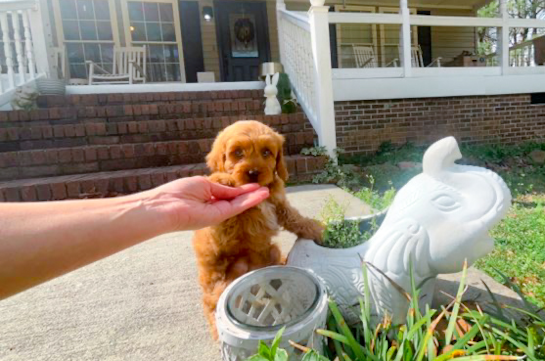 Cavapoo Pup Being Cute