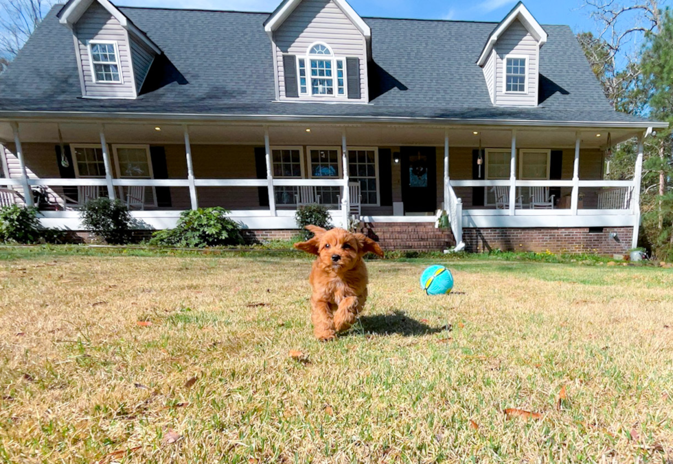 Cavapoo Puppy for Adoption