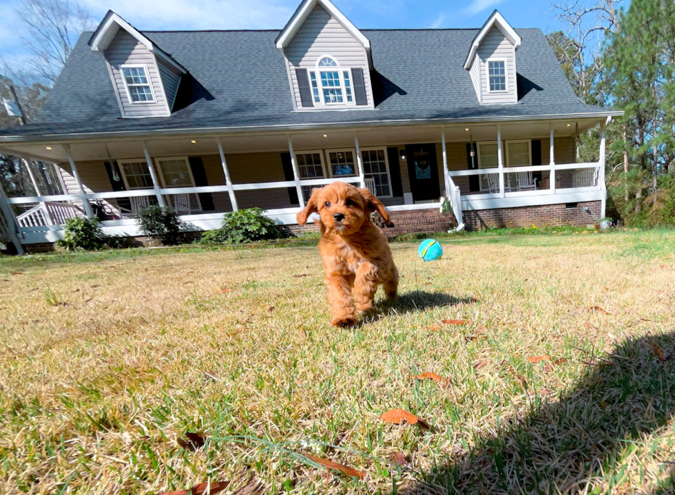 Cavapoo Pup Being Cute