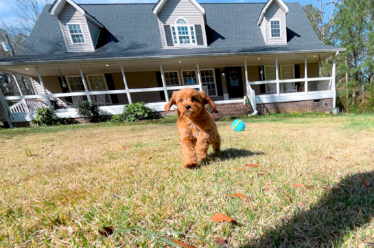 Cavapoo Pup Being Cute
