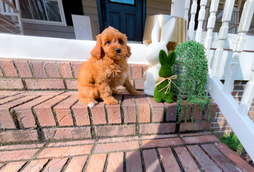 Cavapoo Puppy for Adoption