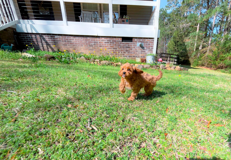 Cute Cavipoo Poodle Mix Puppy