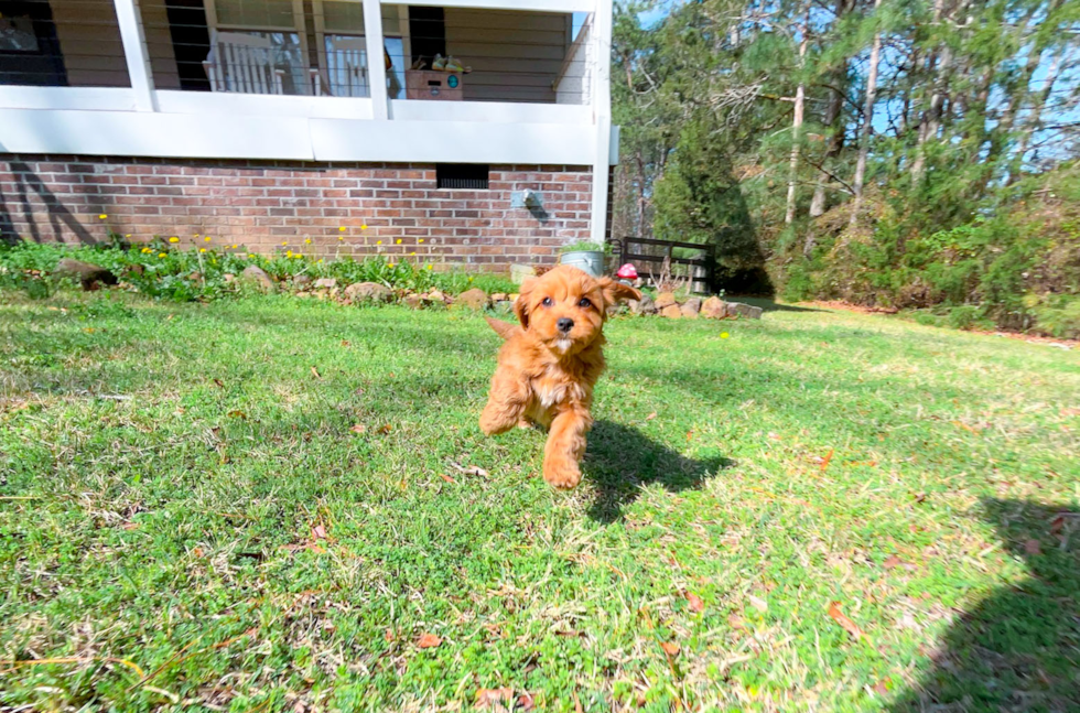 Cute Cavadoodle Poodle Mix Puppy