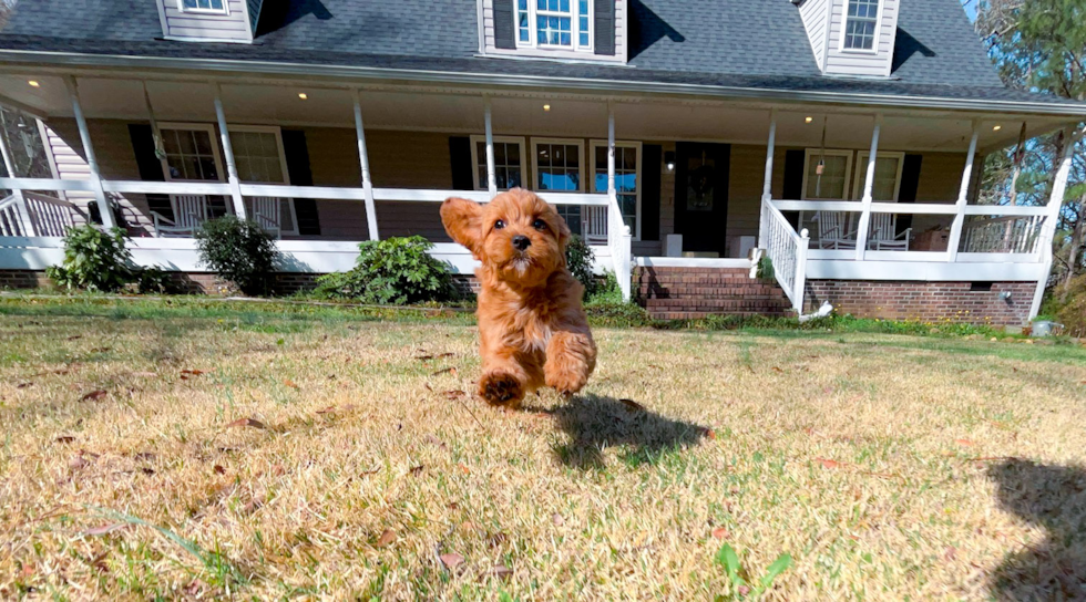 Cute Cavapoo Poodle Mix Pup