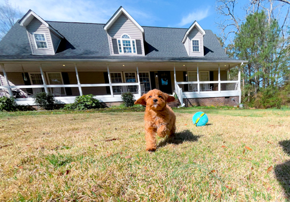 Cute Cavalier King Charles Spaniel and Poodle Mix Poodle Mix Puppy