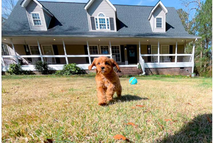 Cute Cavapoodle Poodle Mix Puppy
