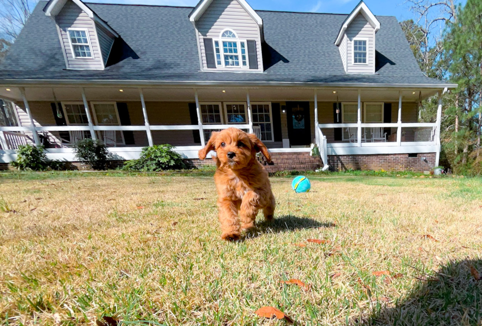 Cute Cavapoodle Poodle Mix Puppy
