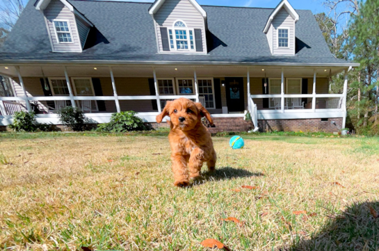 Cute Cavapoodle Poodle Mix Puppy