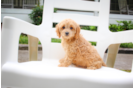 Cute Cavapoo Baby