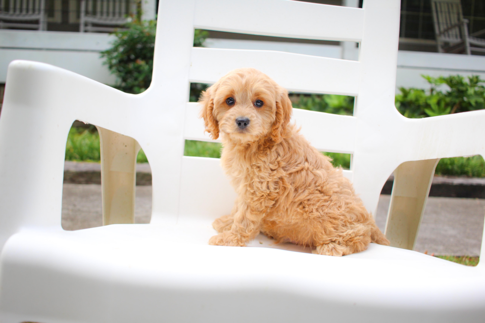 Cute Cavapoo Baby