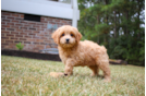 Cavapoo Pup Being Cute