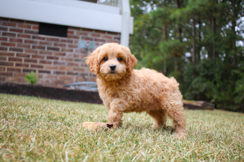 Cavapoo Pup Being Cute