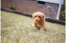 Cavapoo Pup Being Cute