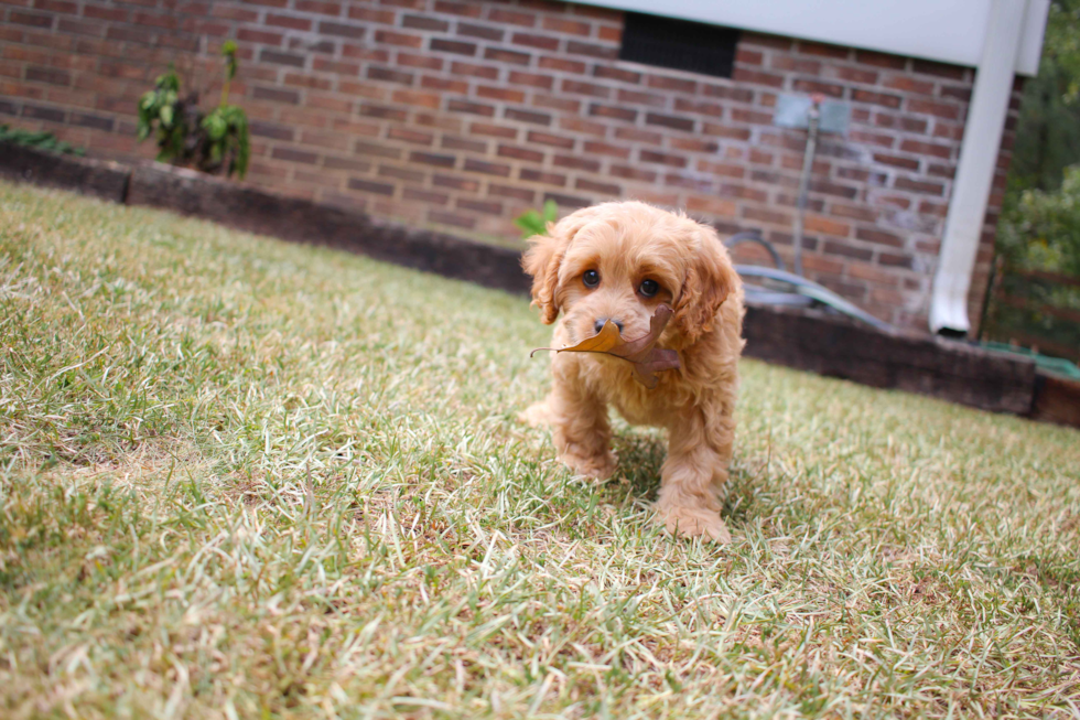 Cavapoo Pup Being Cute