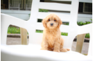 Cavapoo Pup Being Cute