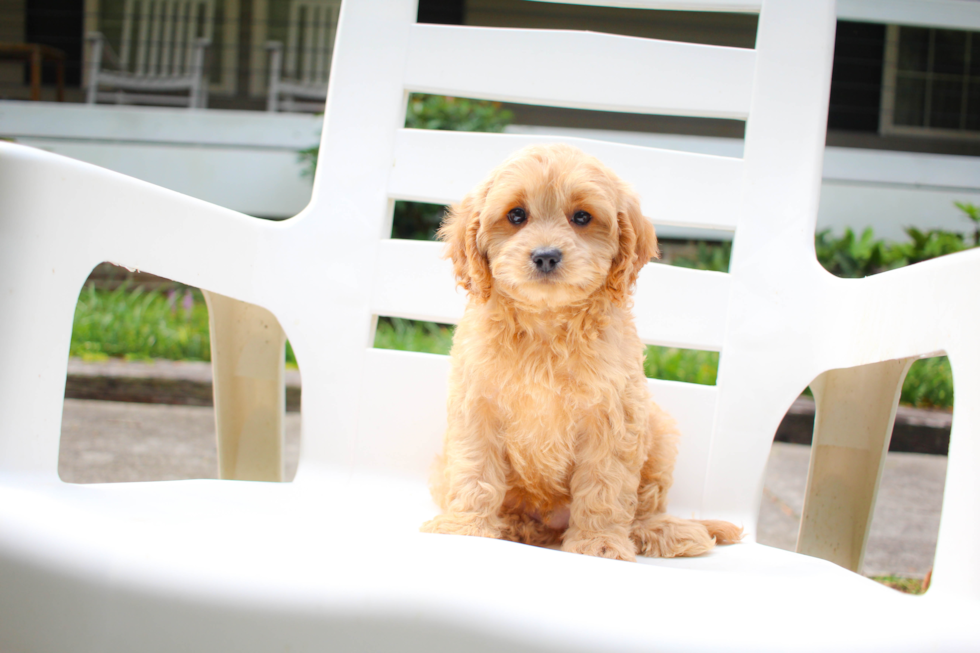 Cavapoo Pup Being Cute