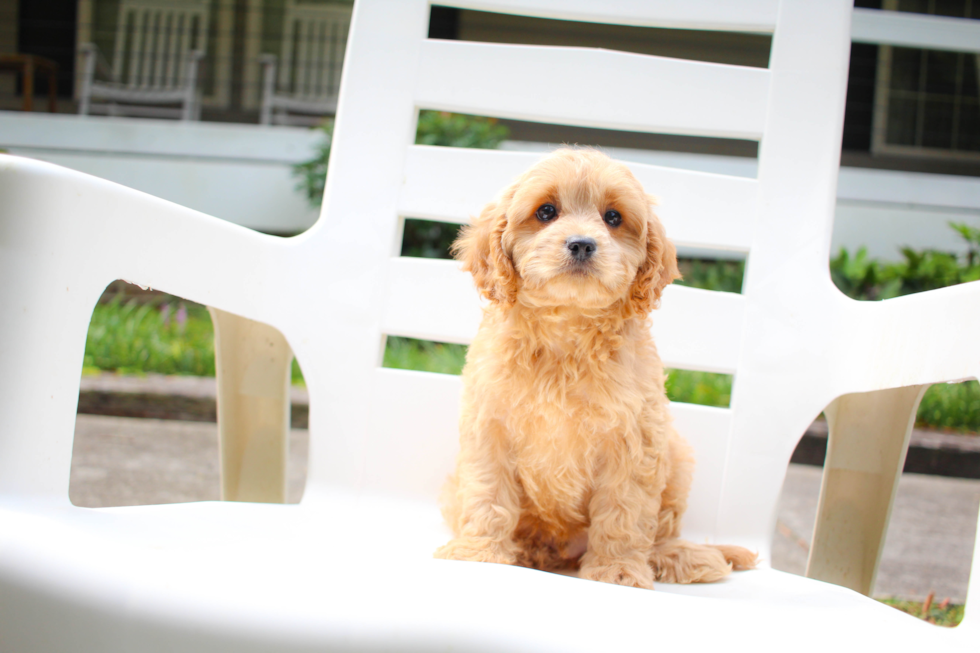 Best Cavapoo Baby