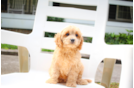 Best Cavapoo Baby