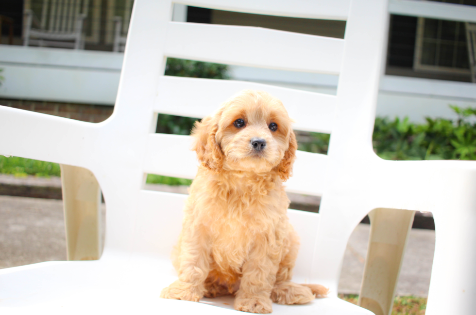 9 week old Cavapoo Puppy For Sale - Simply Southern Pups