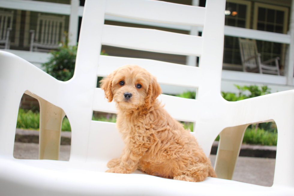 Cute Cavipoo Poodle Mix Puppy