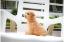 Cavapoo Pup Being Cute