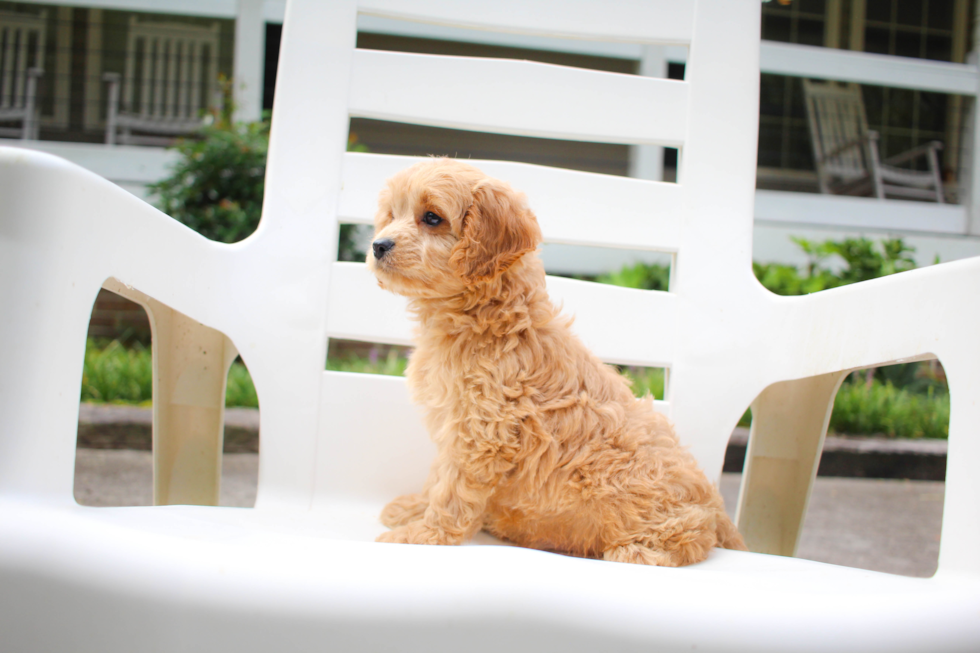 Cavapoo Pup Being Cute