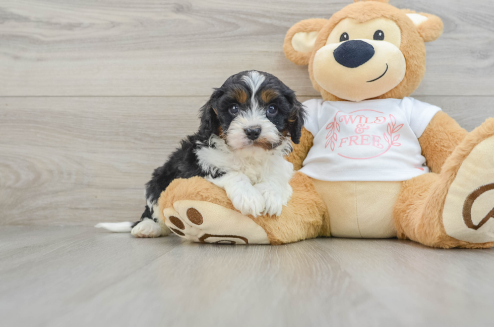 6 week old Cavapoo Puppy For Sale - Simply Southern Pups